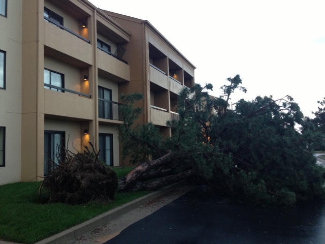 Tree outside our hotel window this morning.
