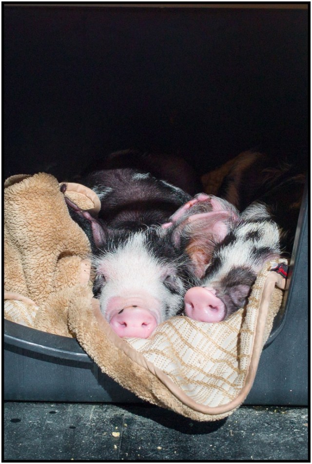 All tired out, but clean. "Pigs in a blanket."