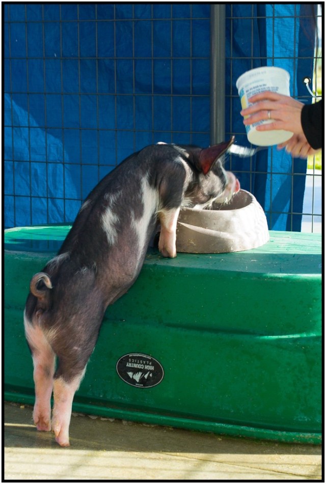 Pigs will go to great lengths to get at food.