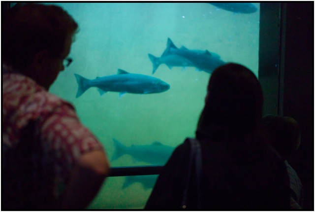 Watching the salmon make their run from salt water to fresh water at the locks.