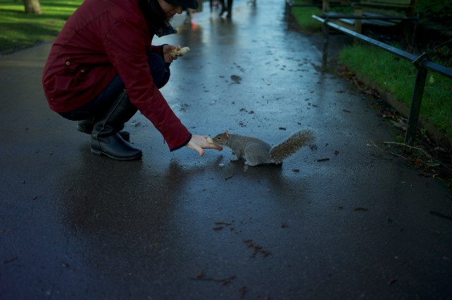 The dangerous wild squirrel.