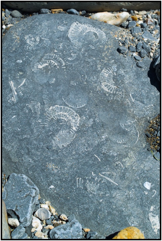 L1006050